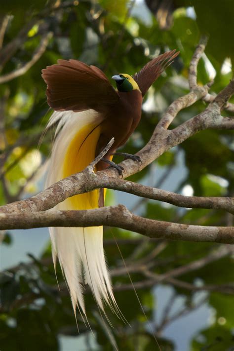 Unlocking the Evolutionary Marvels of Birds of Paradise